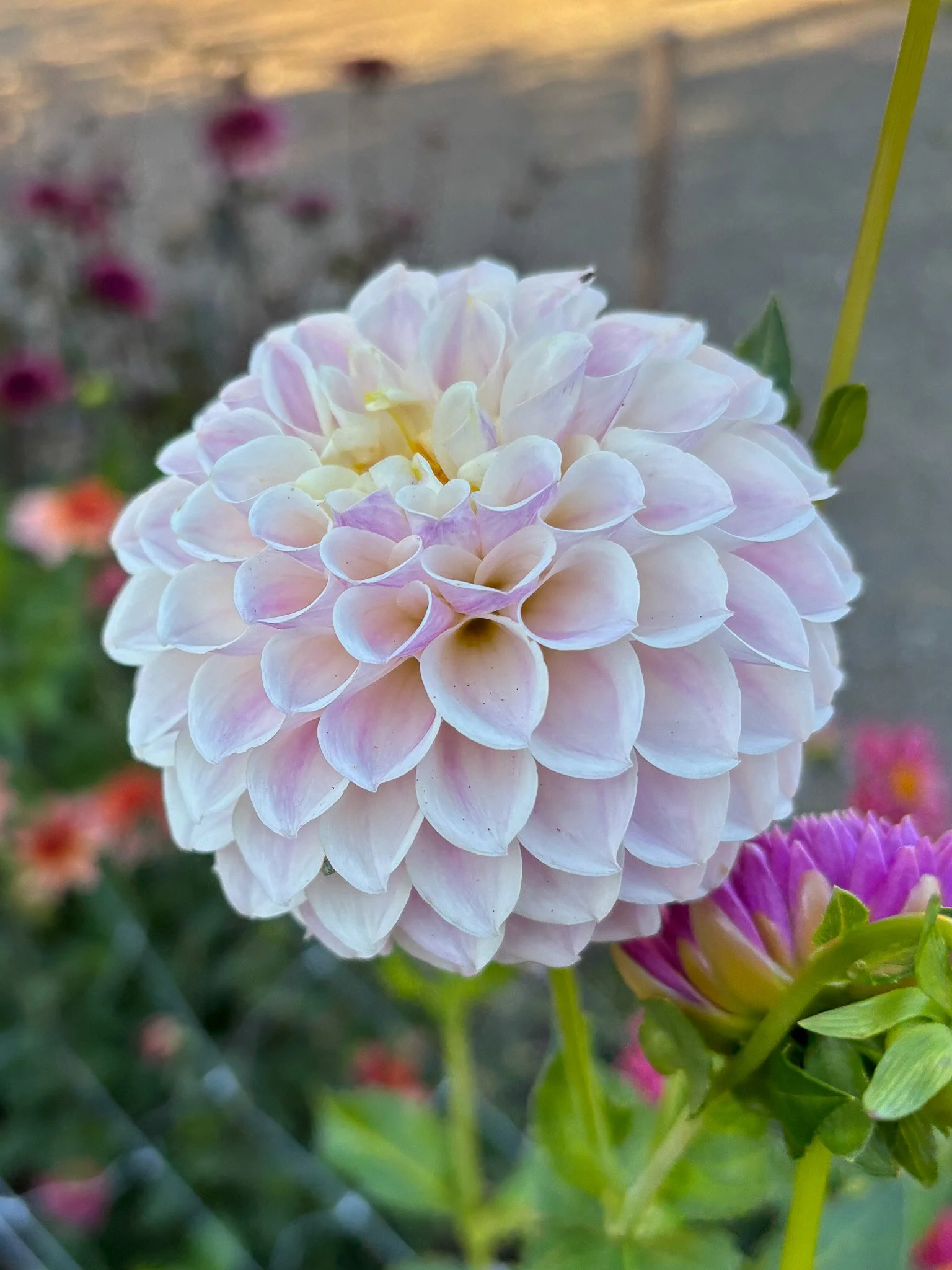 Dahlia : Tahoma Kelli — ciderpress lane